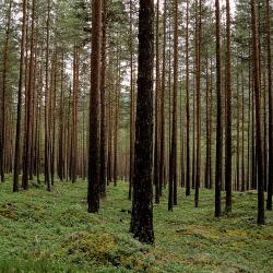 Biogenic emission fluxes